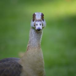  Gans