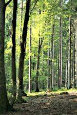  Führungen am 20. September in der Fasanerie Aschaffenburg